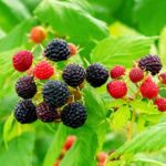 Black Raspberries Growing Outside.