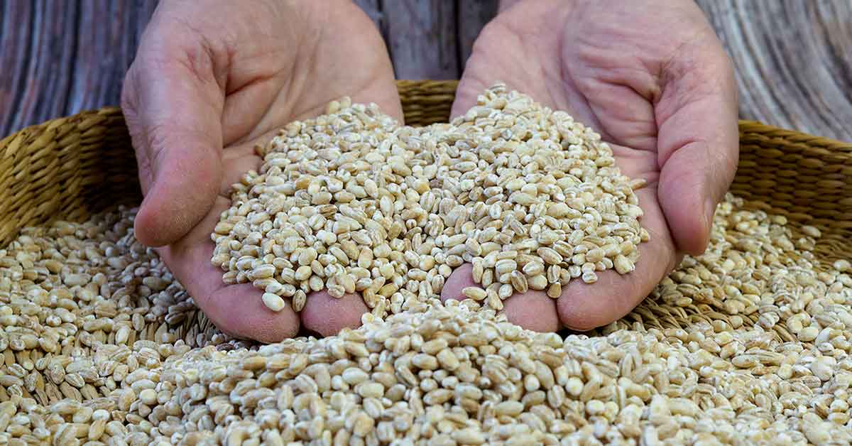 Barley 101 Nutrition Benefits And Downsides Nutrition Advance barley-101-nutrition-benefits-and-downsides-nutrition-advance