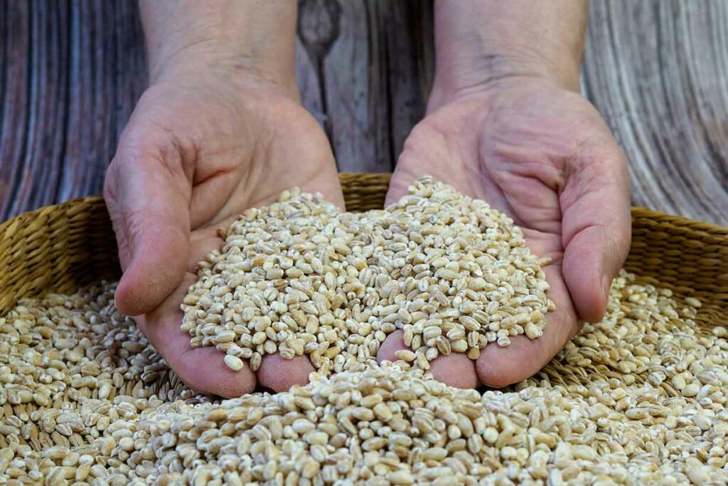 Barley Grain Kernels.