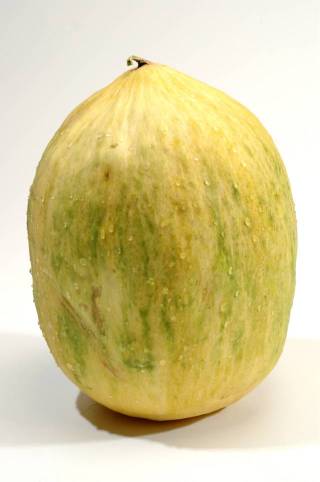 A Large Crenshaw Melon.