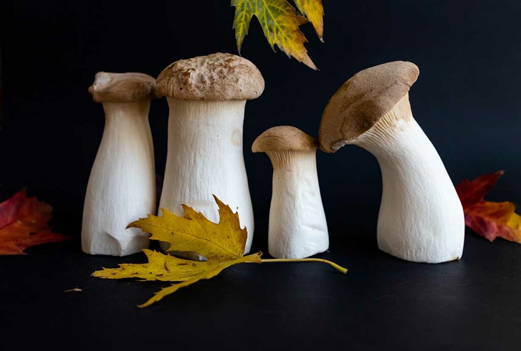 Four King Oyster Mushrooms of Different Sizes.