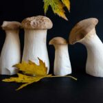 Four King Oyster Mushrooms of Different Sizes.