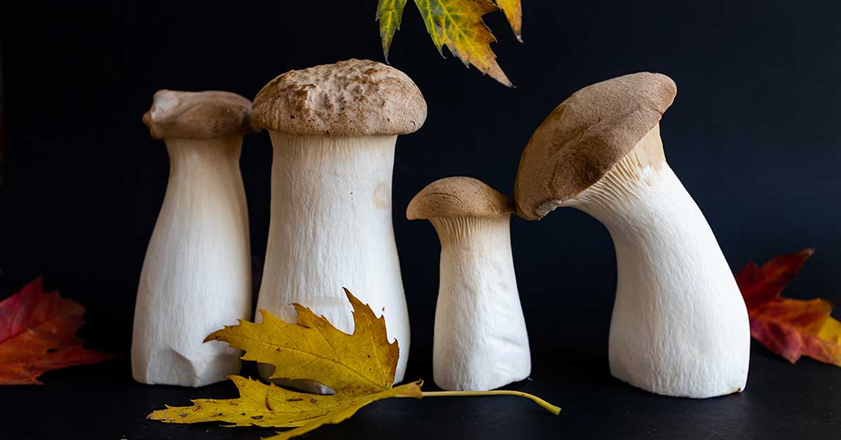King Oyster Mushrooms Nutrition Facts and Benefits Nutrition Advance