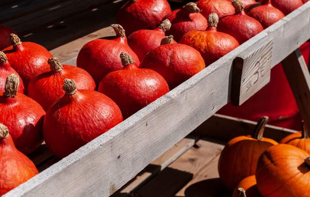 Numerous red kuri squash.