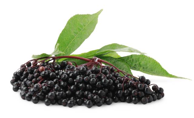 A bunch of elderberries still attached to their leaves.