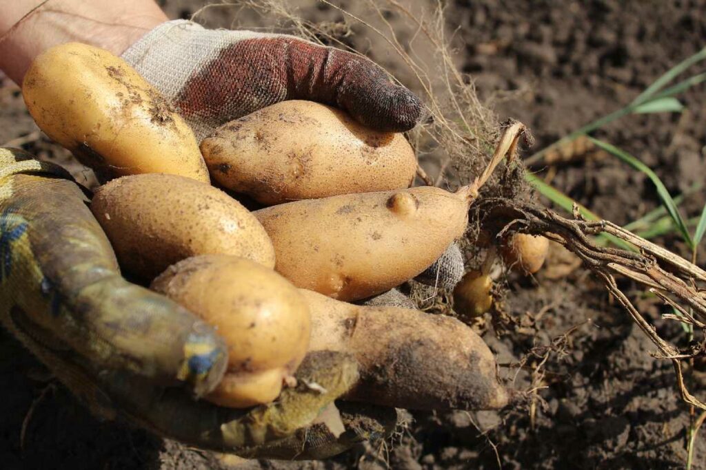 A handful of freshly picked tubers.