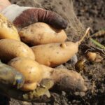 A handful of freshly picked tubers.