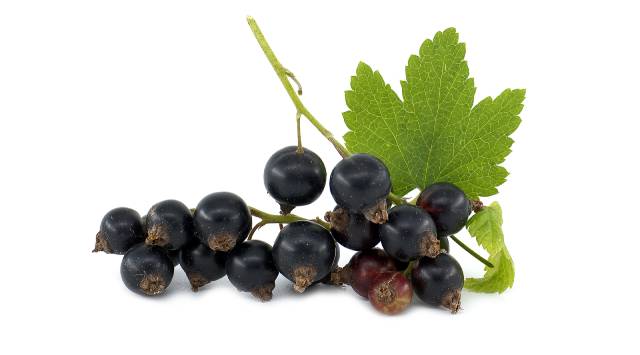 A pile of blackcurrants.