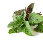 Green Amaranth Leaves.