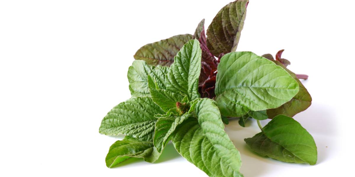 Green Amaranth Leaves A Nutritional Guide Nutrition Advance