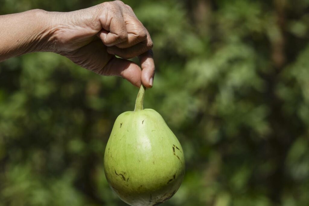 A hand holding a green bottle gourd (also known as calabash).