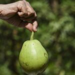A hand holding a green bottle gourd (also known as calabash).