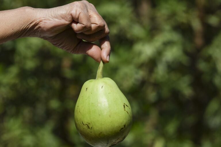 5 Nutritional Benefits of Bottle Gourd (Calabash) Nutrition Advance
