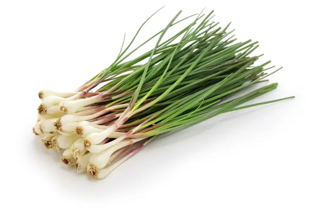 Rakkyo - an allium vegetable popular in Japanese cuisine.