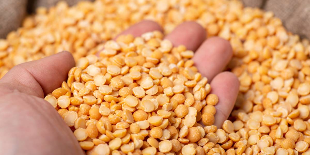 Yellow Split Peas Nutritional Values and Potential Benefits