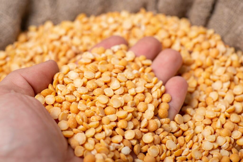 Pile of dried yellow split peas in someone's hand.