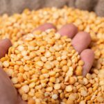 Pile of dried yellow split peas in someone's hand.