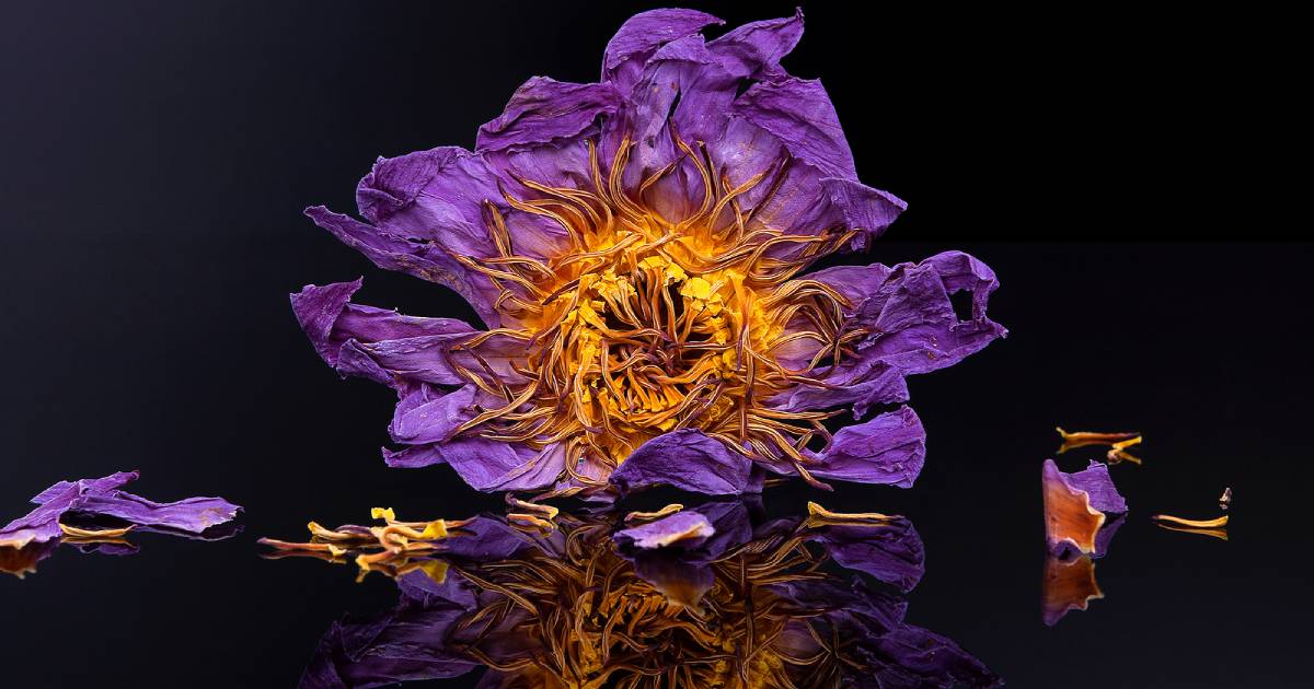 What Is Blue Lotus Tea and Does It Have Benefits? Nutrition Advance