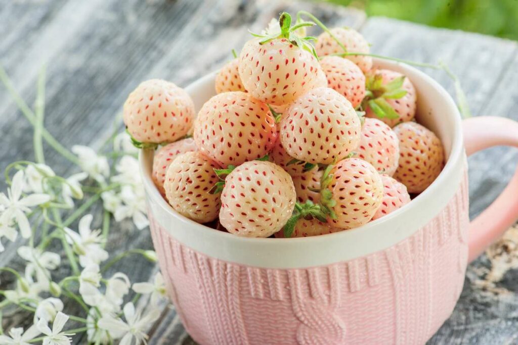 A bowl full of pineberries (white strawberries).