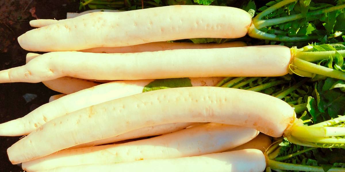 5 Benefits of Daikon Radish (and Full Nutritional Values) Nutrition