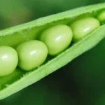 Fresh Garden Peas In Their Pod.